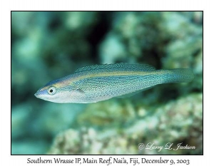 Southern Wrasse intermediate phase