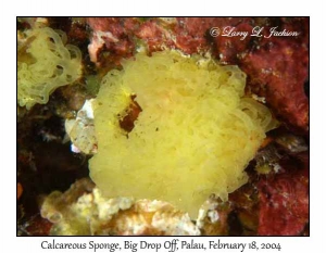 Calcareous Sponge