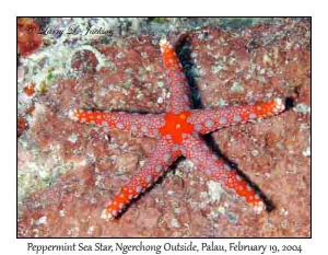 Peppermint Sea Star