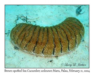 Brown-spotted Sea Cucumber