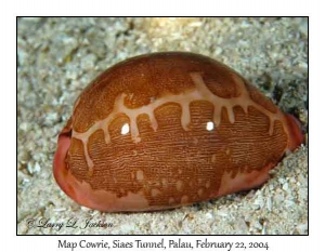 Map Cowrie