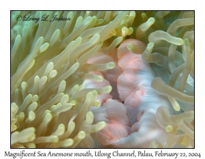 Magnificent Sea Anemone mouth