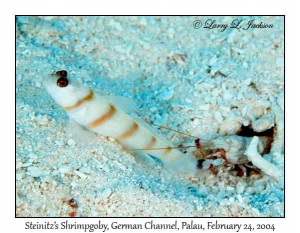 Steinitz's Shrimpgoby & Tiger Snapping Shrimp