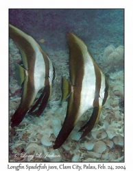 Longfin Spadefish juveniles