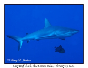 Gray Reef Shark