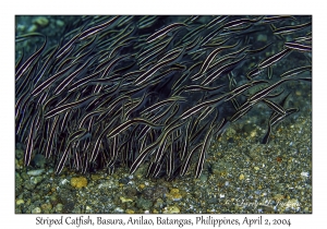 Striped Catfish