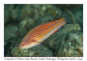 Carpenter's Flasher male