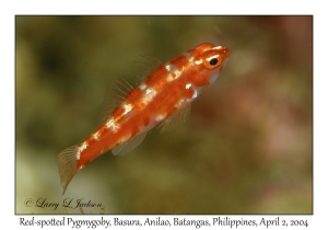 Red-spotted Pygmygoby