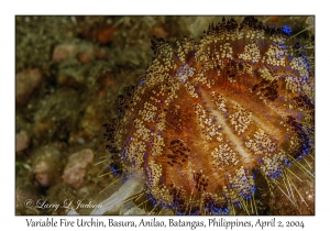 Variable Fire Urchin