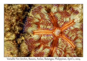 Variable Fire Urchin