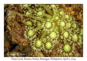 Daisy Coral