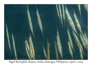 Rigid Shrimpfish