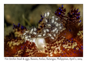 Fire Urchin Snail & eggs