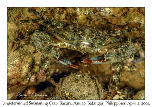 Undetermined Swimming Crab