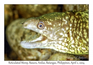 Reticulated Moray