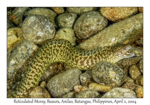Reticulated Moray