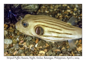 Striped Puffer
