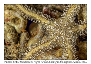Painted Brittle Star