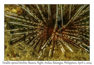 Double-spined Urchin