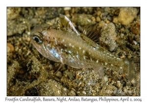 Frostfin Cardinalfish