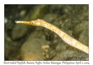 Short-tailed Pipefish