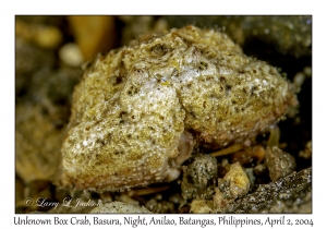 Unknown Box Crab