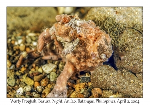Warty Frogfish