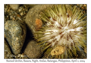 Stained Urchin