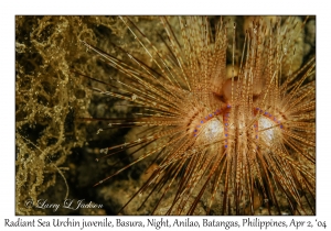 Radiant Sea Urchin juvenile