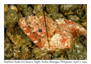 1129#0204 Brachysomophis henshawi - Reptilian Snake Eel, Basura, Night, Anilao, Philippines, Apr 2, 2004