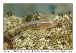 1130#0001 Pleurosicya mossambica - Common Ghostgoby, Ligpo Sand, Anilao, Batangas, Philippines, Apr 3, 2004