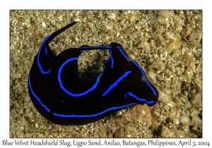 1130#0057 Chelidonura varians - Blue Velvet Headshield Slug, Ligpo Sand, Anilao, Batangas, Philippines, Apr 3, 2004