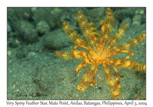 Very Spiny Feather Star