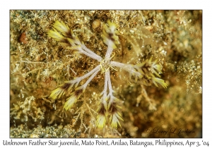 1131#0113 Crinoid - Unknown Feather Star juv, Mato Pt, Anilao, Batangas, Philippines, Apr 3, 2004