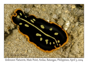 1131#0155 Pseudoceros sp - Unknown Flatworm, Mato Pt, Anilao, Batangas, Philippines, Apr 3, 2004