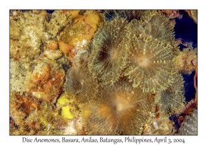 1132#0183 Discosoma sp - Disc Anemone, Basura, Anilao, Batangas, Philippines, Apr 3, 2004