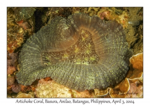 1132#0184 Scolymia vitiensis - Artichoke Coral, Basura, Anilao, Batangas, Philippines, Apr 3, 2004