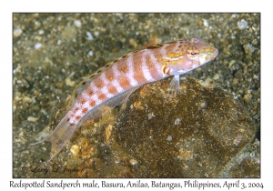 1132#0197 Parapercis schauinslandi - Redspotted Sandperch male, Basura, Anilao, Batangas, Philippines, Apr 3, 2004