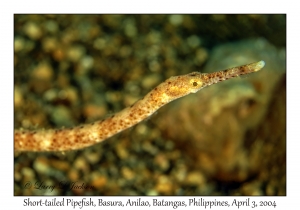 1132#0201 Trachyrhamphus bioarctatus - Short-tailed Pipefish, Basura, Anilao, Batangas, Philippines, Apr 3, 2004