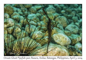 1132#0230 Solenostomus paradoxus - Ornate Ghost Pipefish pair, Basura, Anilao, Batangas, Philippines, Apr 3, 2004