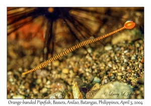 1132#0254 Dunkerocampus pessuliferus - Orange-banded Pipefish, Basura, Anilao, Batangas, Philippines, Apr 3, 2004