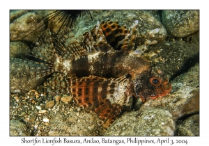 1132#0289 Dendrochirus brachypterus - Shortfin Lionfish, Basura, Anilao, Batangas, Philippines, Apr 3, 2004