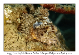 1132#0306 Scorpaenopsis venosa - Raggy Scorpionfish, Basura, Anilao, Batangas, Philippines, Apr 3, 2004