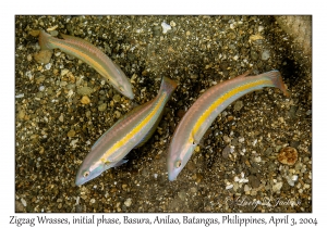1132#0313 Halichoeres scapularis - Zigzag Wrasse IP, Basura, Anilao, Batangas, Philippines, Apr 3, 2004 copy