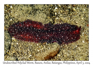 1132#0322 Thysanozoon or Acanthozoon sp - Undescribed Polyclad Flatworm, Basura, Anilao, Batangas, Philippines, Apr 3, 2004