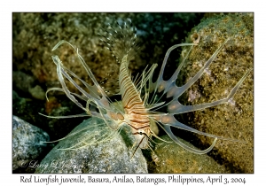 1132#0342 Pterois volitans - Red Lionfish juv, Basura, Anilao, Batangas, Philippines, Apr 3, 2004