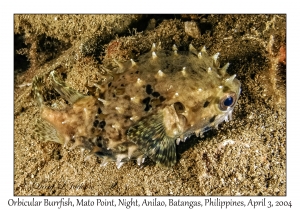 1133#0381 Cyclichthys orbicularis - Orbicular Burrfish, Mato Pt, Night,, Anilao, Batangas, Philippines, Apr 3, 2004