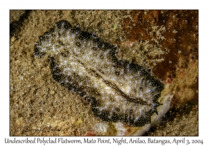 1133#0387 Thysanozoon or Acanthozoon sp - Undescribed Polyclad Flatworm, Mato Pt, Night, Anilao, Batangas, Philippines, Apr 3, 2004