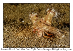 1133#0391 Dardanus pedunculatus - Anemone Hermit Crab, Mato Pt, Night,, Anilao, Batangas, Philippines, Apr 3, 2004