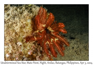 1133#0419 Stephanometra sp - Undetermined Feather Star, Mato Pt, Night,, Anilao, Batangas, Philippines, Apr 3, 2004